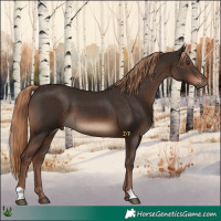 Horse Color:Liver Chestnut 