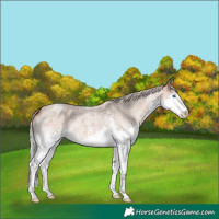 Horse Color:Silver Brown Roan Dun Sabino Splash 