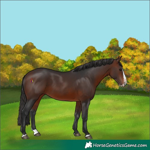 Horse Color:Brown Splash Frame Rabicano