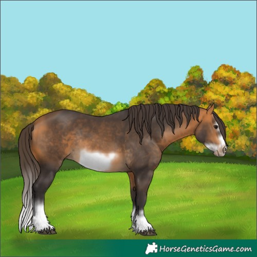 Horse Color:Buckskin Splash Frame Rabicano
