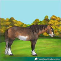 Horse Color:Buckskin Splash Frame Rabicano 