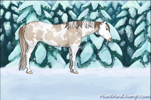 Horse Color:White Spotted Grullo Pearl Splash 