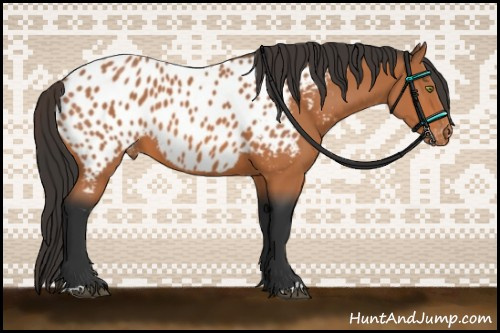 Horse Color:Bay Appaloosa 