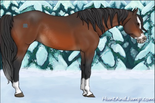 Horse Color:Bay Splash Frame Rabicano 