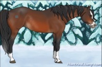 Horse Color:Bay Splash Frame Rabicano