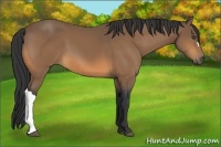 Horse Color:Buckskin 