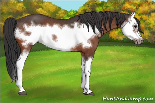 Horse Color:Bay Splash Frame Rabicano
