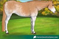 Horse Color:White Spotted Chestnut 