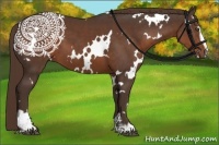 Horse Color:White Spotted Liver Chestnut Sabino 