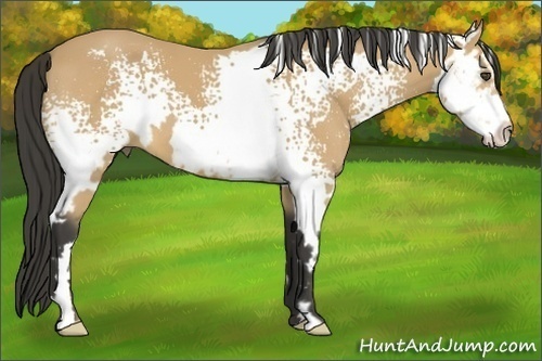 Horse Color:White Spotted Buckskin Splash Frame 