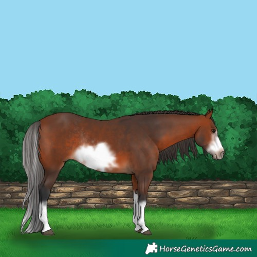 Horse Color:Bay Splash Frame Rabicano 