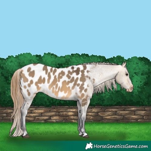 Horse Color:Buckskin Dun Near Leopard