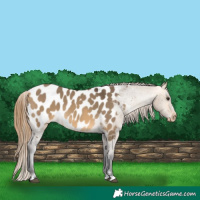 Horse Color:Buckskin Dun Near Leopard 