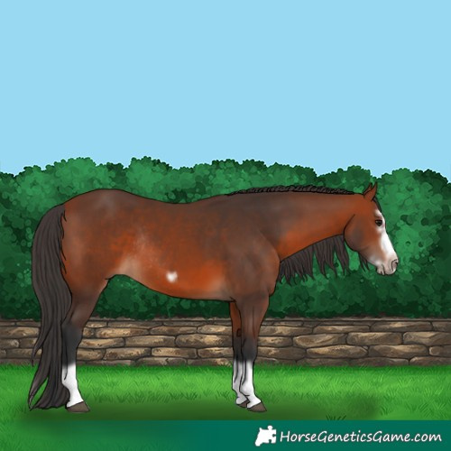Horse Color:Bay Splash Frame Rabicano 