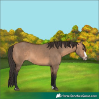 Horse Color:Bay Dun Splash Frame Rabicano 