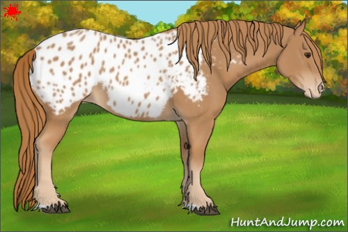 Horse Color:Chestnut Near Leopard