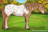 Horse Color:Chestnut Appaloosa 