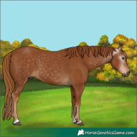 Horse Color:Gray Chestnut 