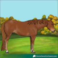 Horse Color:Gray Chestnut 