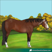 Horse Color:Gray Bay 