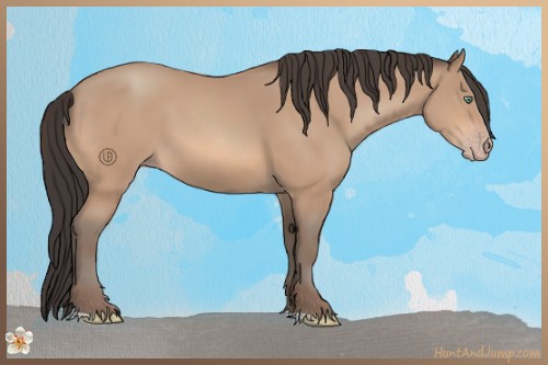 Horse Color:Amber Champagne