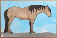 Horse Color:Amber Champagne 