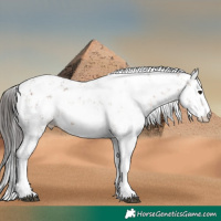 Horse Color:Bay Sabino 