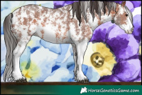 Horse Color:Bay Sabino 