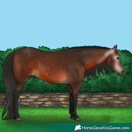 Horse Color:Gray Bay 