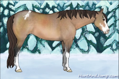 Horse Color:Brown Dun Sabino Appaloosa