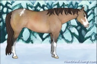 Horse Color:Brown Dun Sabino Appaloosa 
