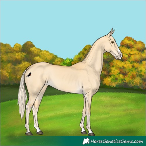 Horse Color:Palomino Dun Splash