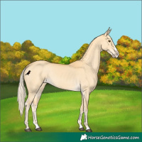 Horse Color:Palomino Dun Splash 