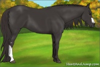 Horse Color:Smoky Black and Smoky Black