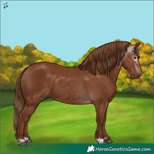 Horse Color:Gray Chestnut 