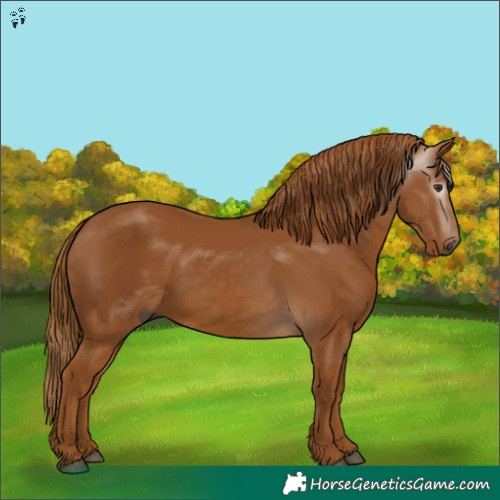 Horse Color:Gray Chestnut 