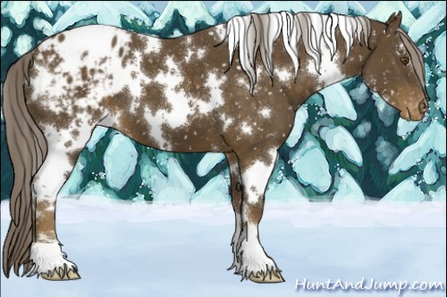 Horse Color:White Spotted Chocolate Palomino Appaloosa 