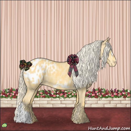 Horse Color:Palomino Appaloosa 