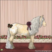 Horse Color:Palomino Appaloosa 