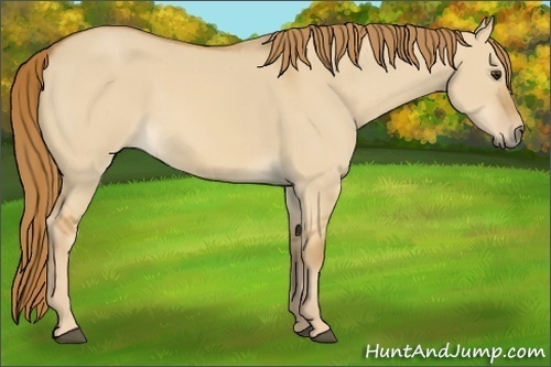 Horse Color:Red Dun