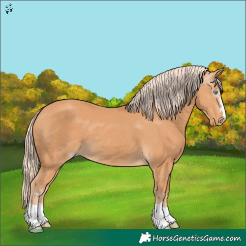 Horse Color:Gray Cremello 