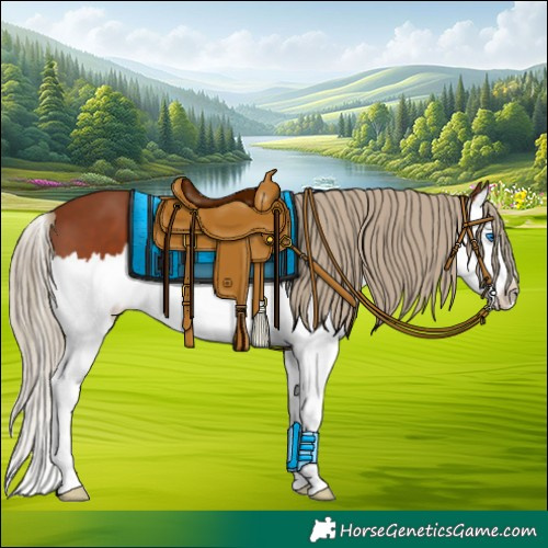 Horse Color:Chestnut Sabino Splash 