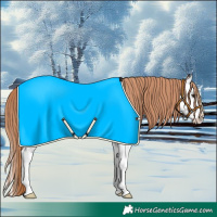 Horse Color:Chestnut Sabino Splash 