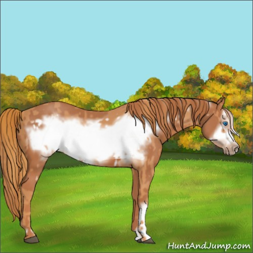Horse Color:Chestnut Frame and Chestnut Frame