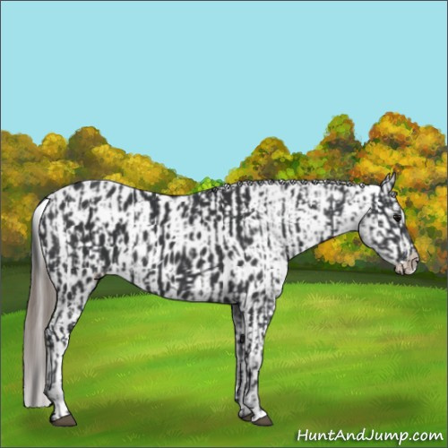 Horse Color:Black  and Black Appaloosa 