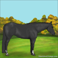 Horse Color:Black  and Black 