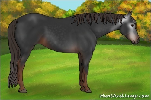 Horse Color:Gray Liver Chestnut