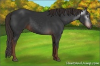 Horse Color:Gray Liver Chestnut 