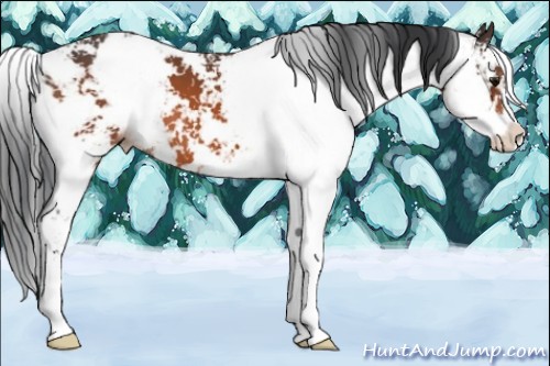 Horse Color:Bay Sabino 