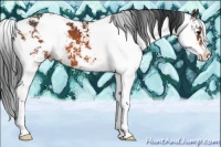 Horse Color:Bay Sabino 